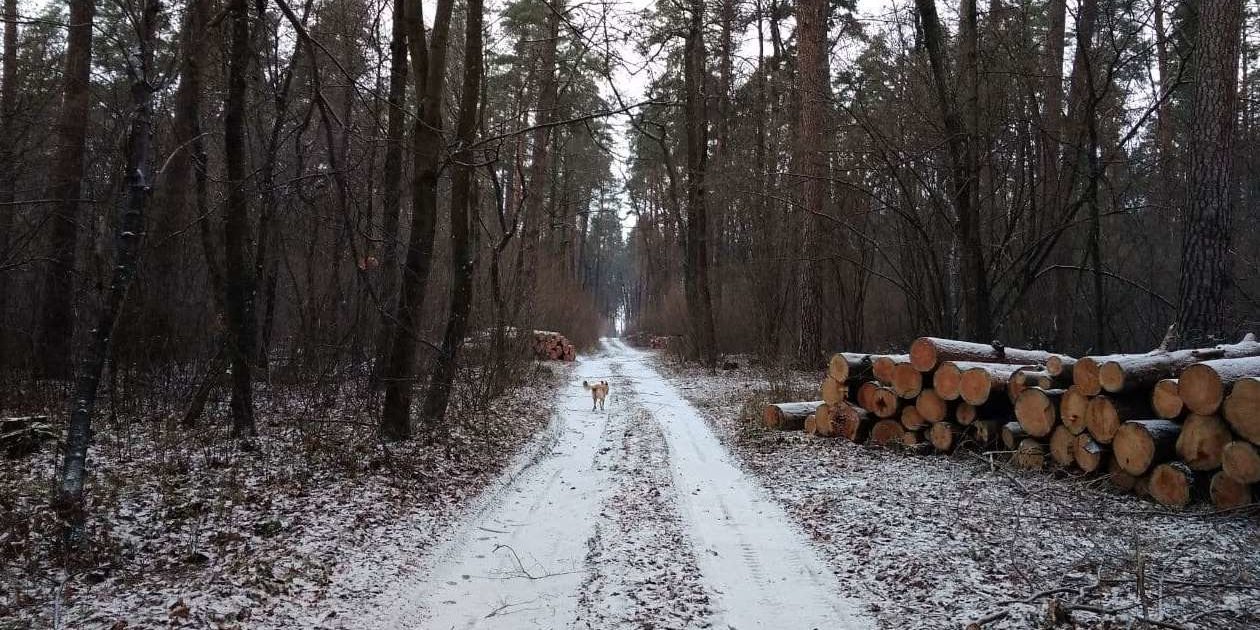 У Боярському лісництві за 3,1 млн гривень вирубають 6 тисяч м3 дров