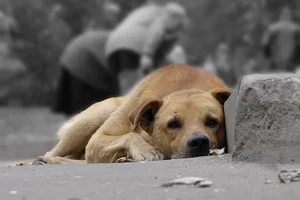 У Білій Церкві догхантери знову масово труять безпритульних собак