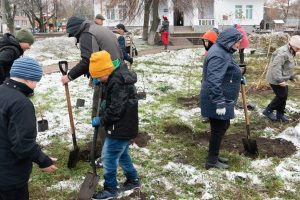 Буча майже на 1,5 млн гривень накупила саджанців кленів та вишень