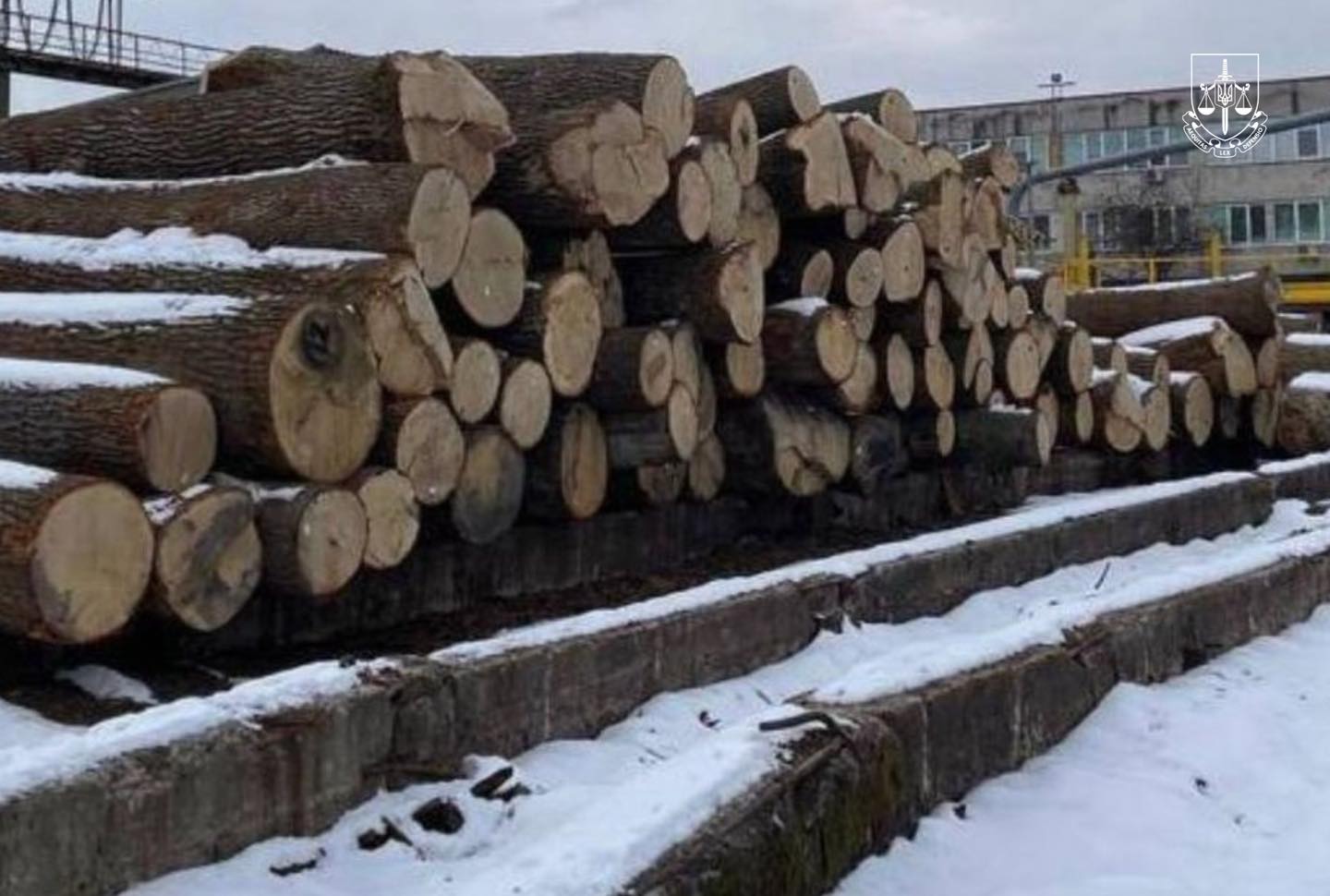 Вирубка 100-річних дубів у Чорнобильському заповіднику: судитимуть організаторів та пособників