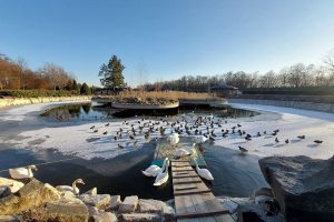 У Межигір'ї закриють єдиний в Україні притулок для лебедів