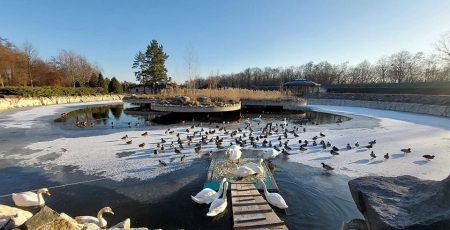 У Межигір'ї закриють єдиний в Україні притулок для лебедів