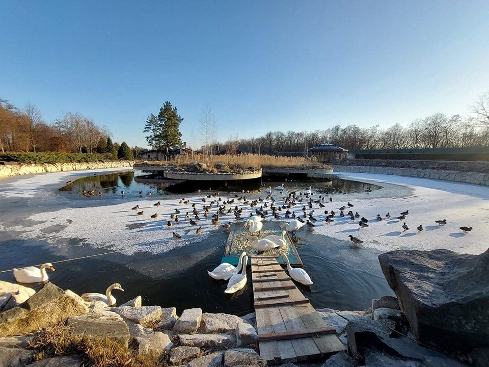 У Межигір'ї закриють єдиний в Україні притулок для лебедів