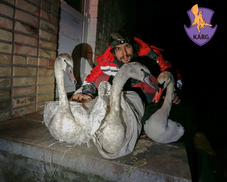 У Межигір’ї закриють єдиний в Україні притулок для лебедів