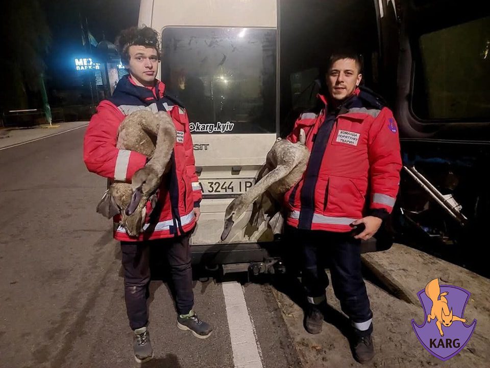 У Межигір’ї закриють єдиний в Україні притулок для лебедів