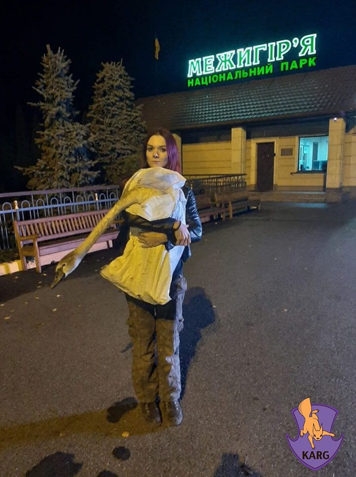У Межигір’ї закриють єдиний в Україні притулок для лебедів