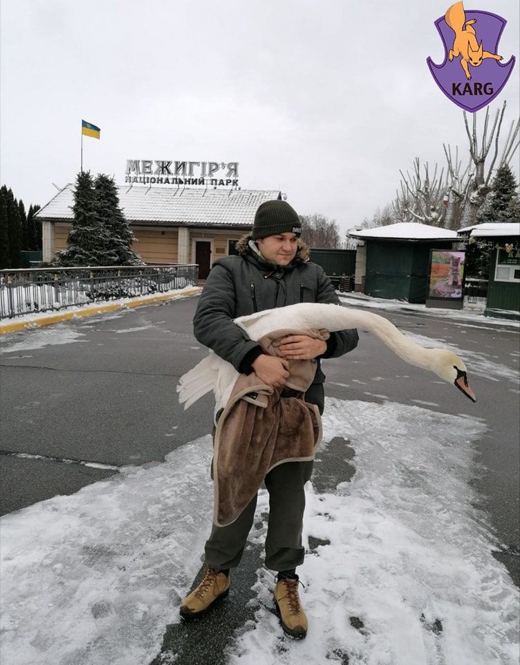 У Межигір’ї закриють єдиний в Україні притулок для лебедів