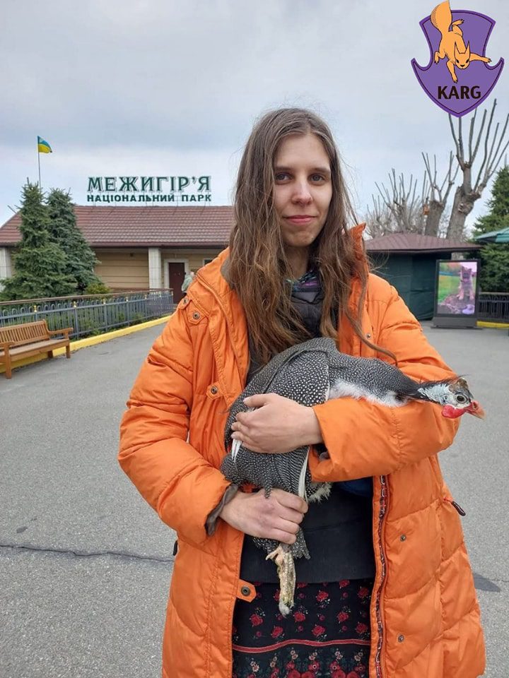 У Межигір’ї закриють єдиний в Україні притулок для лебедів