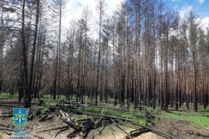 Ексзаступника директора «Пущі Північної» судитимуть за фіктивне перевезення лісу