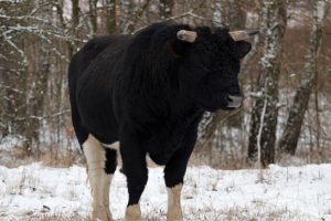 Науковці провели облік здичавілих корів в Чорнобильському заповіднику