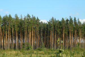 Обласні депутати попросять Кабмін зберегти Тетерівське лісове господарство