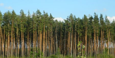 Обласні депутати попросять Кабмін зберегти Тетерівське лісове господарство