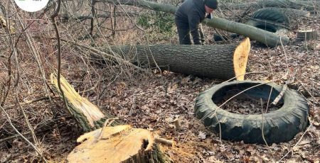 Держекоінспекція виявила знищення 46-ти дерев на комунальних землях села Крюківщина