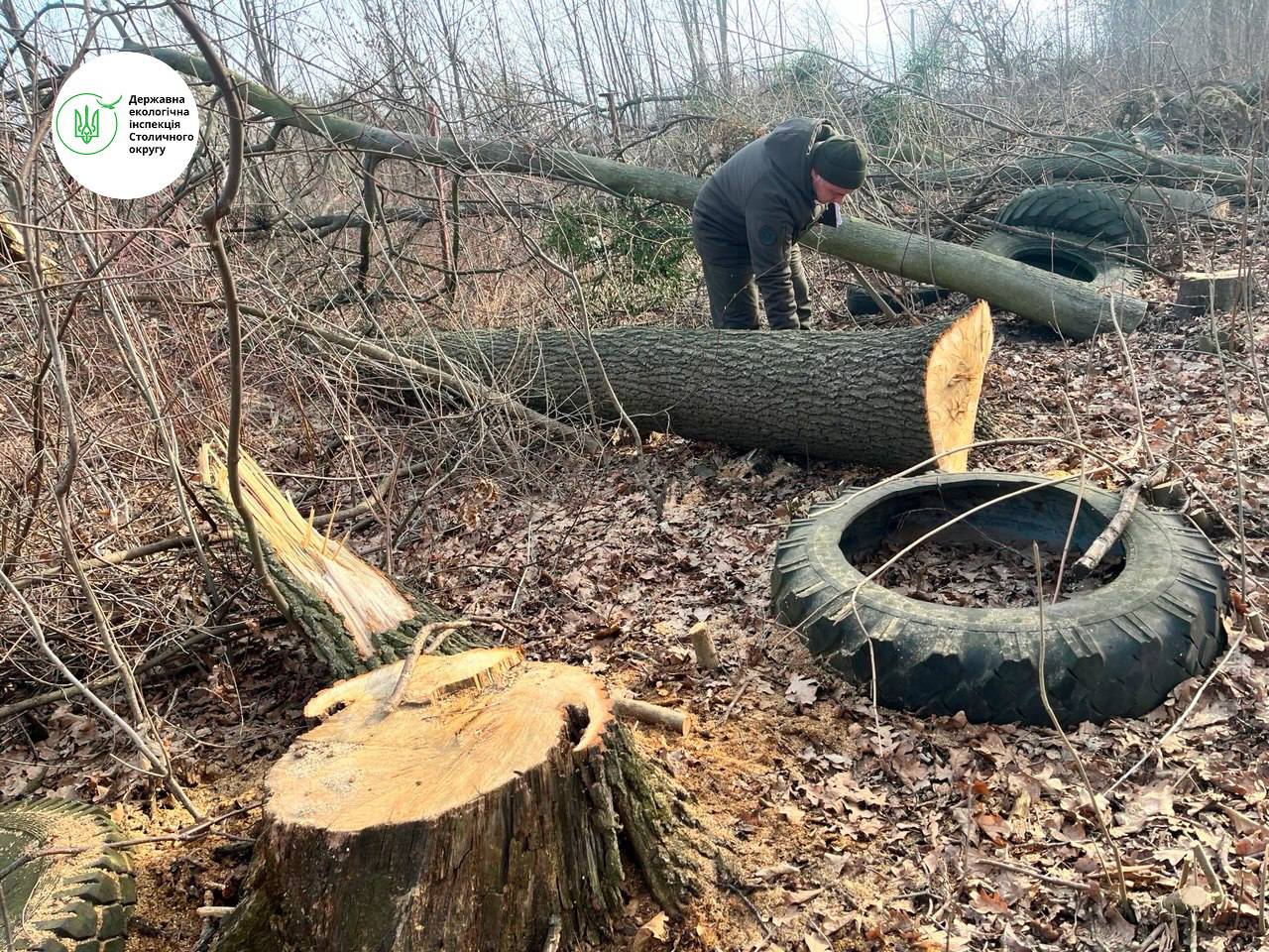 Держекоінспекція виявила знищення 46-ти дерев на комунальних землях села Крюківщина