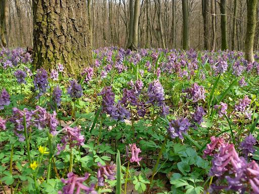 Міндовкілля спростувало інформацію щодо позбавлення Мархалівського лісу статусу об’єкта Смарагдової мережі