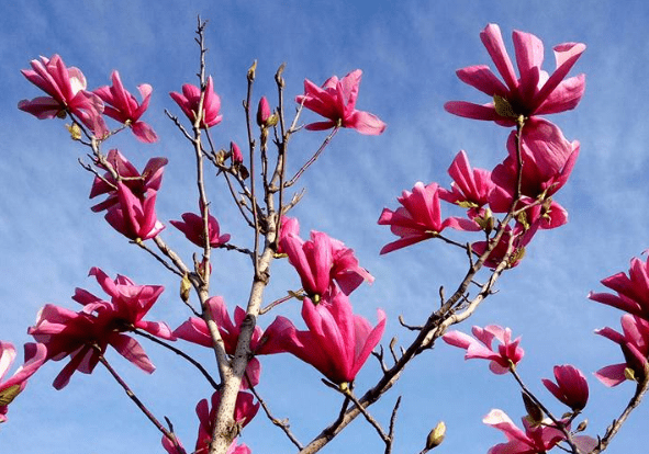 У Києві розквітли сакури та магнолії (перелік локацій)