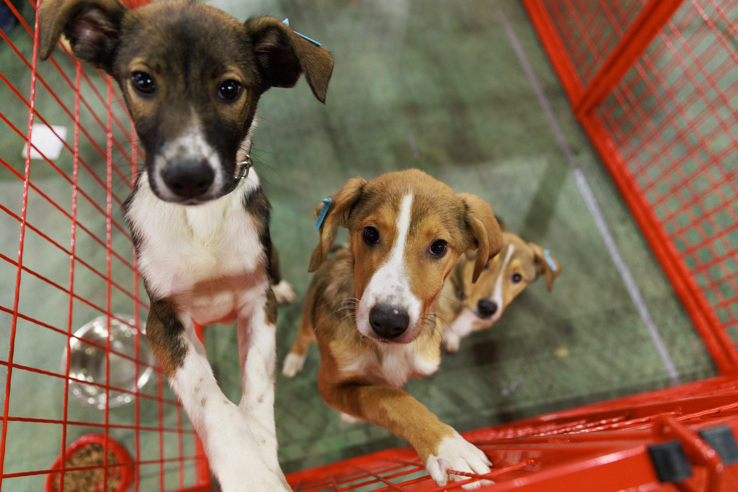 У Міжнародному виставковому центрі Києва тривають дні адопції безпритульних тварин (фото)