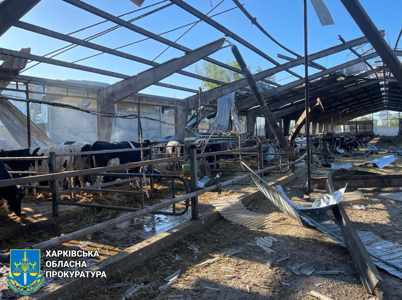російські безпілотники атакували ферму на Харківщині, загинули 30 корів