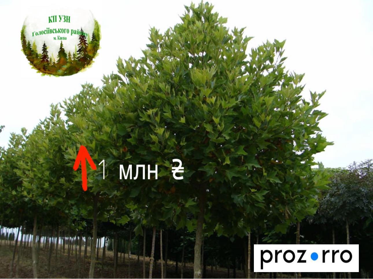 У Голосіївському районі на понад мільйон гривень зібралися висадити 136 нових дерев