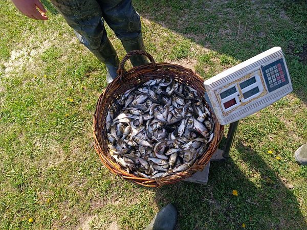 На Київщині у водосховище випустили 25 тисяч рибин