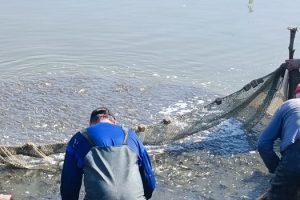 У Білоцерківське нижнє водосховище випустили 25 тисяч рибин