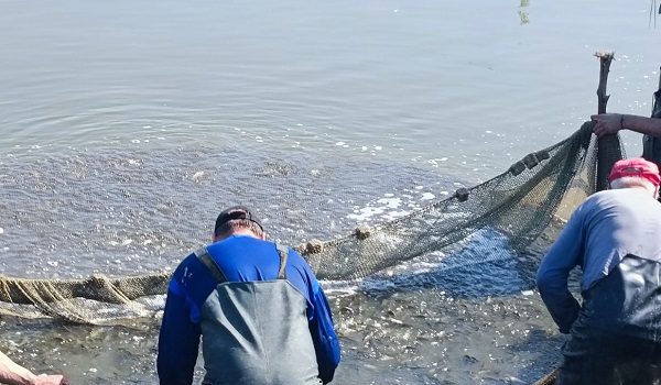 У Білоцерківське нижнє водосховище випустили 25 тисяч рибин
