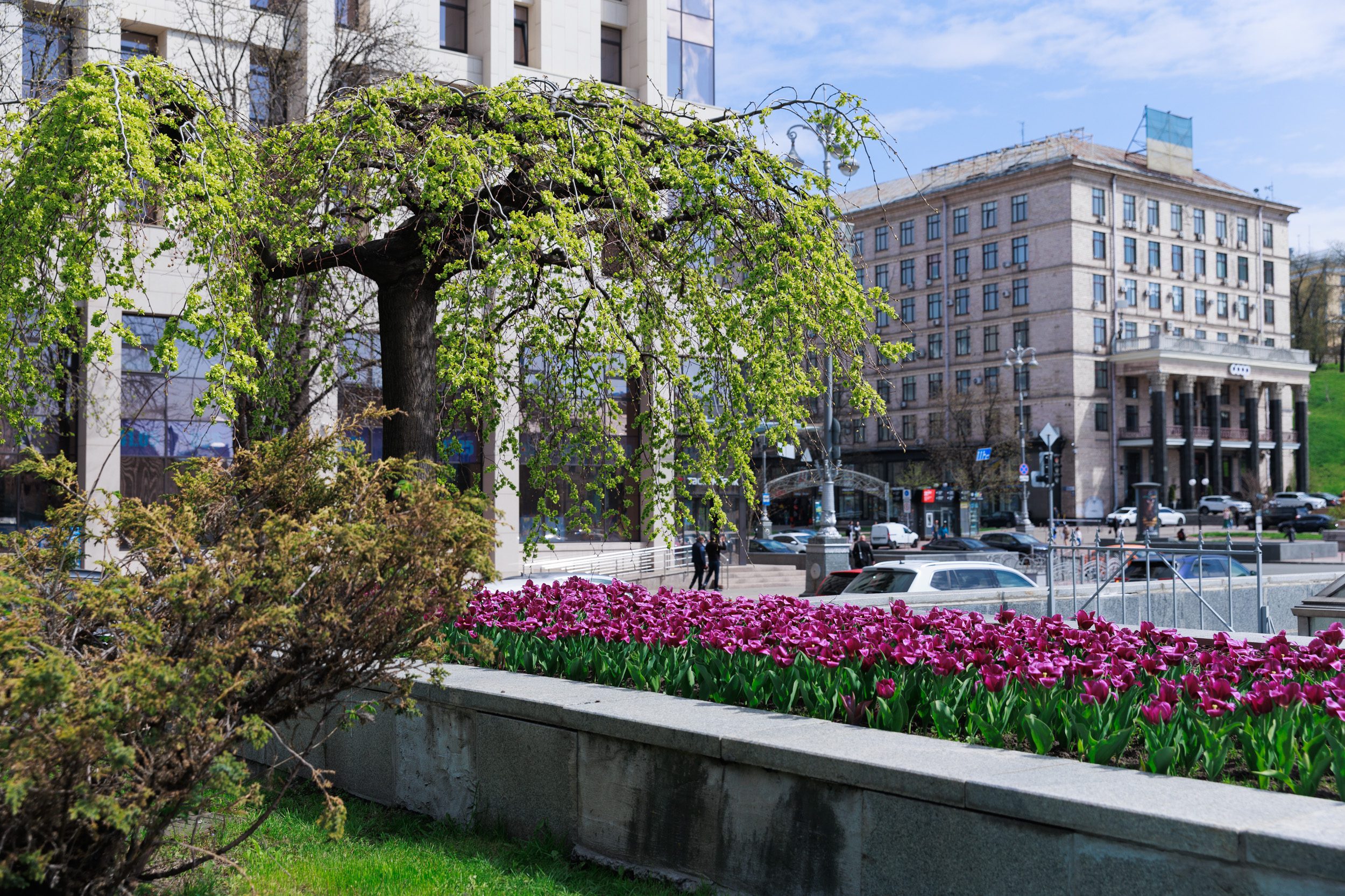 У Києві розквітли перші тюльпани (локації)