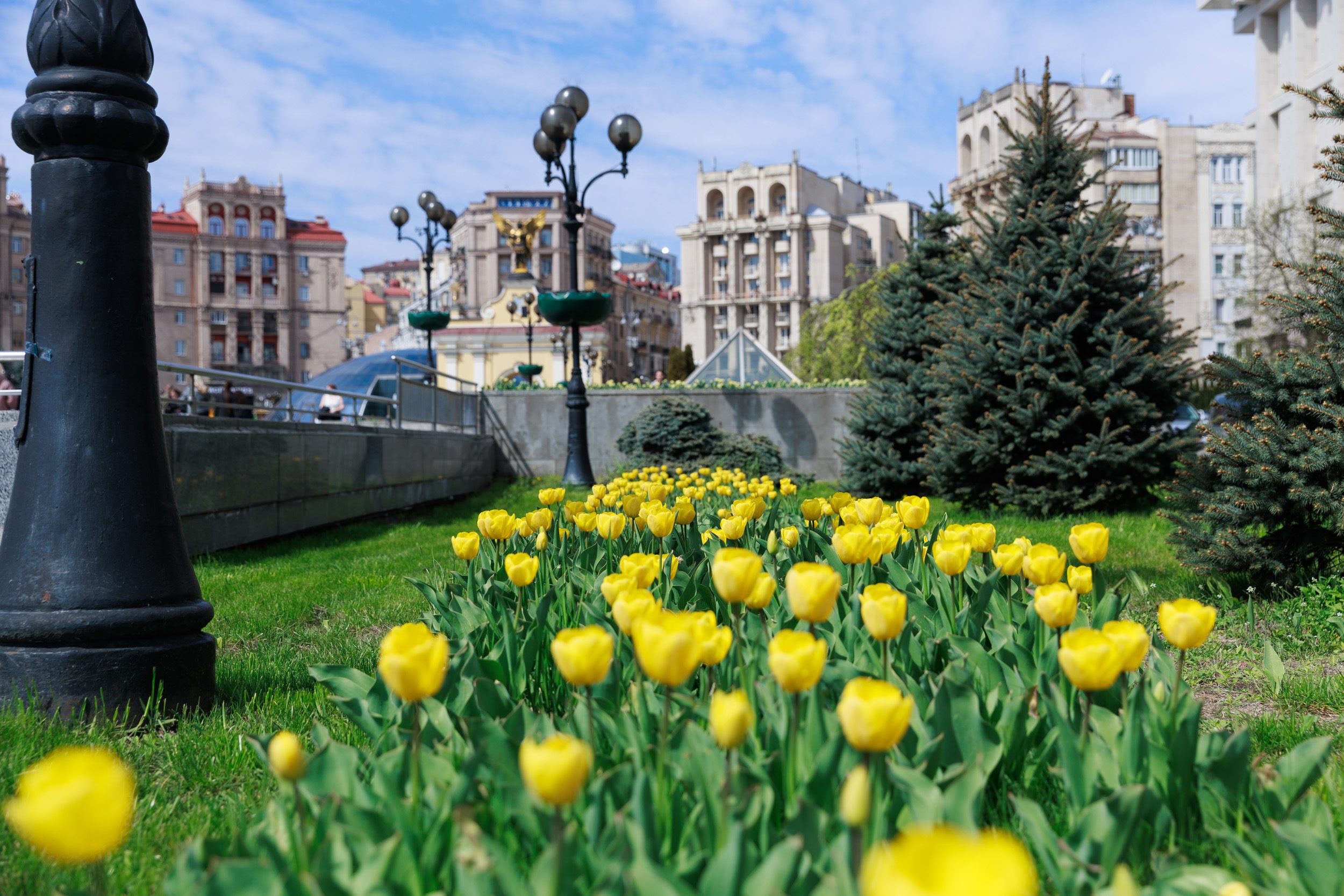 У Києві розквітли перші тюльпани (локації)