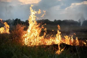 В столиці та на Київщині 20-21 квітня переважатиме надзвичайний рівень пожежної небезпеки – Укргідрометцентр В столиці та на Київщині 20-21 квітня переважатиме надзвичайний рівень пожежної небезпеки - Укргідрометцентр