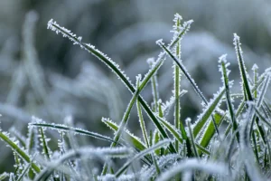На Київщині та у Києві вже наприкінці тижня очікуються заморозки На Київщині та у Києві вже наприкінці тижня очікуються заморозки