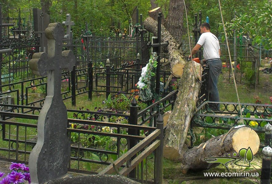 Столиця спрямовує майже 6 млн гривень на розчистку кладовищ від аварійних дерев