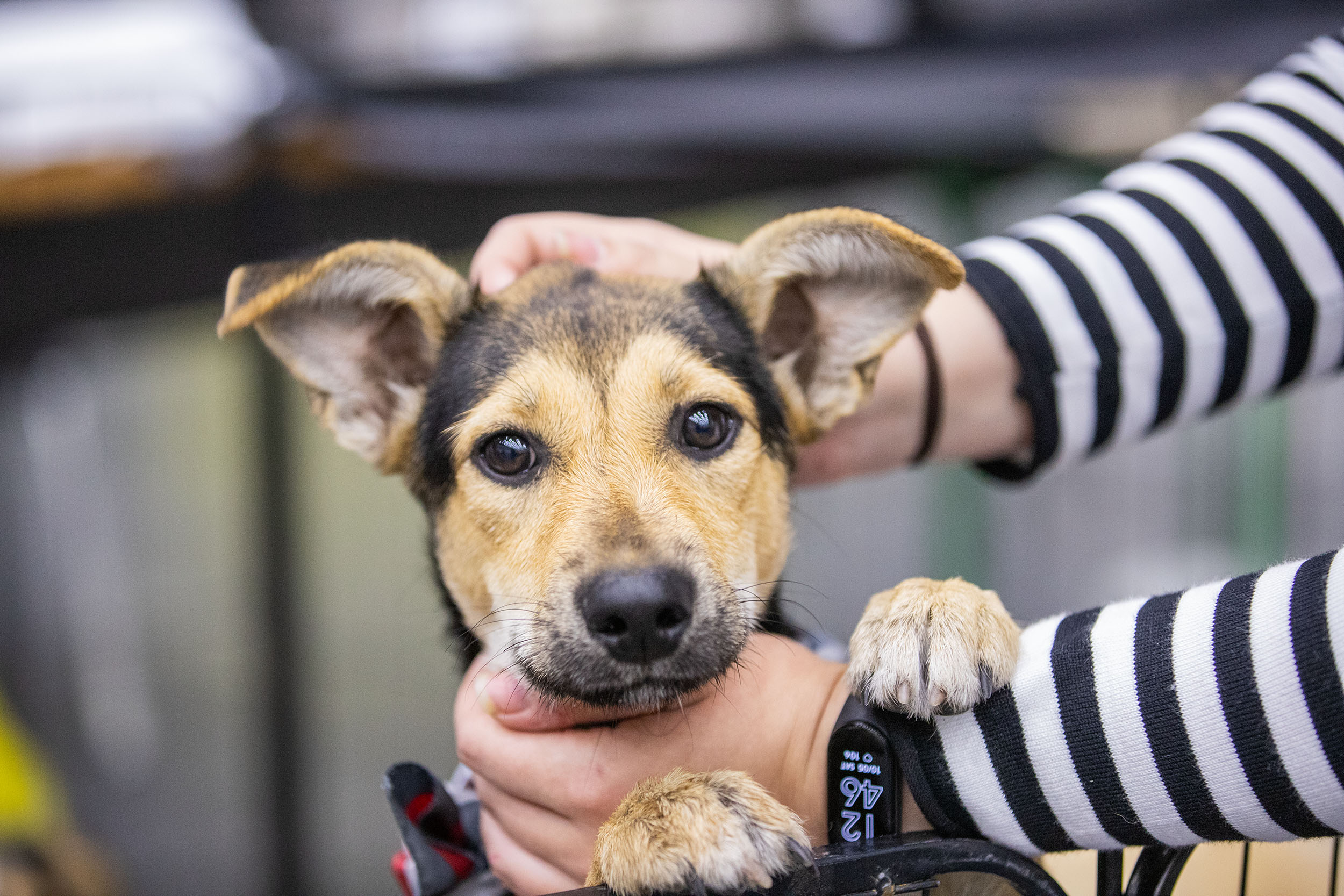 На вихідних у Києві планують провести наймасштабніші в Україні Дні адопції тварин