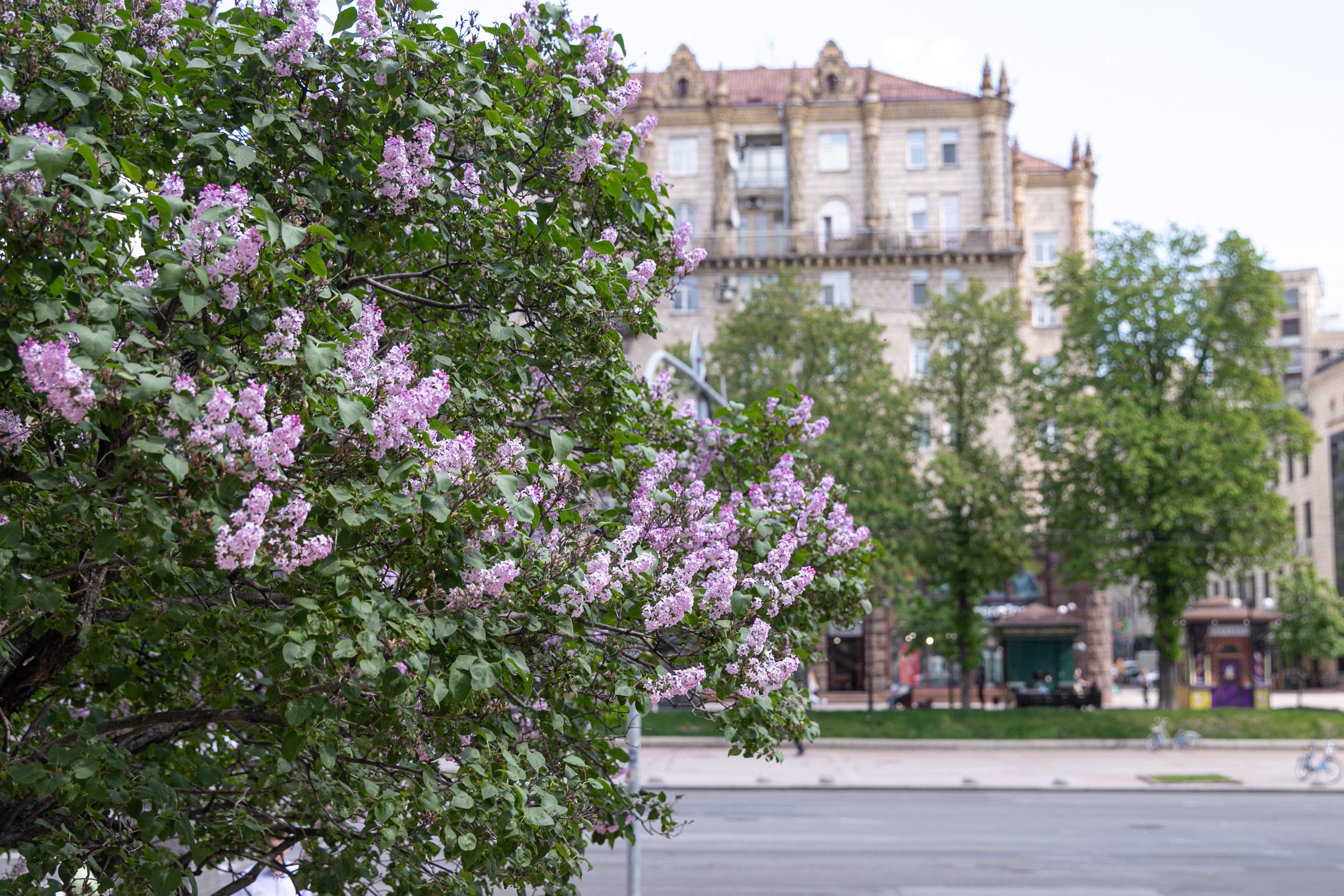 У Києві в розпалі сезон цвітіння бузку (фото, локації)