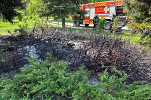 У броварському парку “Перемога” сталася пожежа, — мер Сапожко