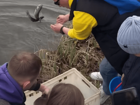 В річку Ірпінь випустили 300 кг білих амурів (відео)