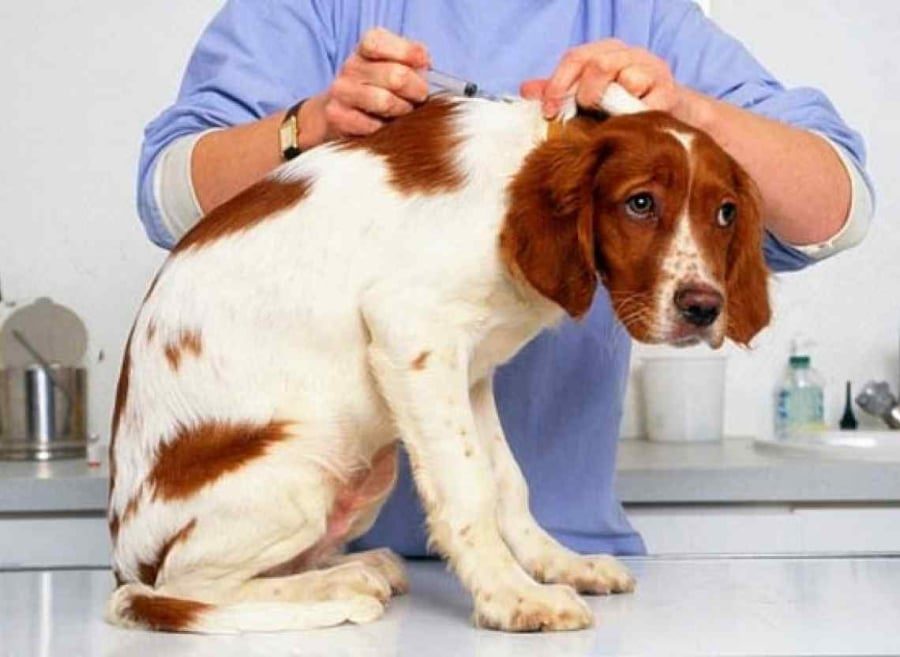 Впродовж тижня в трьох районах Київщини проводитимуть щеплення домашніх тварин проти сказу (графік)