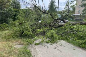 У Святошинському районі впало дерево та перекрило пішохідну дорогу (фото) У Святошинському районі впало дерево та перекрило пішохідну дорогу (фото)