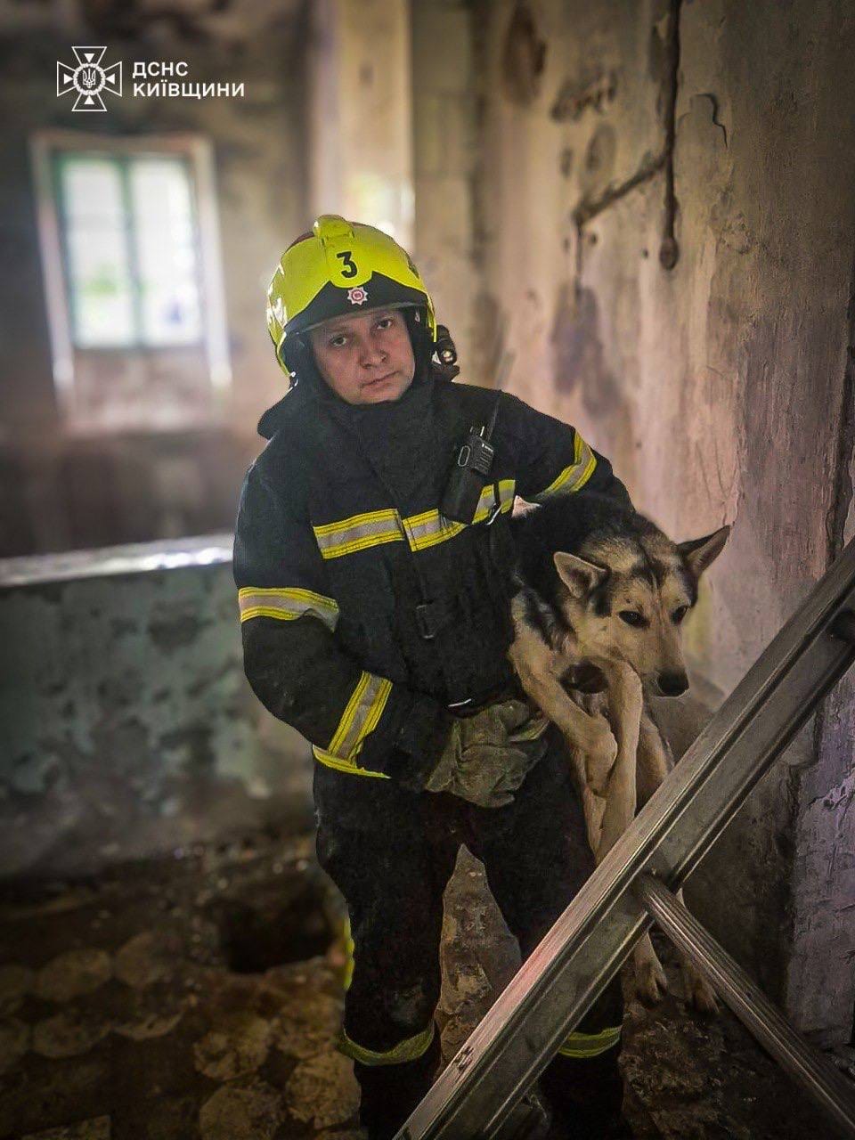 На Київщині рятувальники дістали собак з глибокої ями