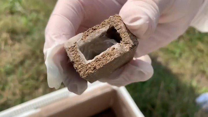 На Обухівщині проведено кампанію з імунізації м’ясоїдних тварин