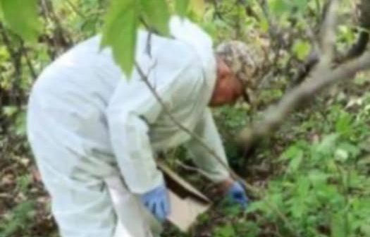 На Київщині проводять вакцинацію диких тварин проти сказу