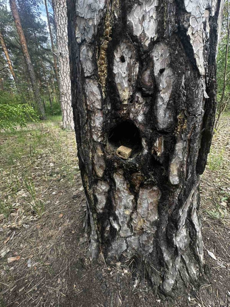 У Києві проведено весняну кампанію з імунізації диких тварин проти сказу