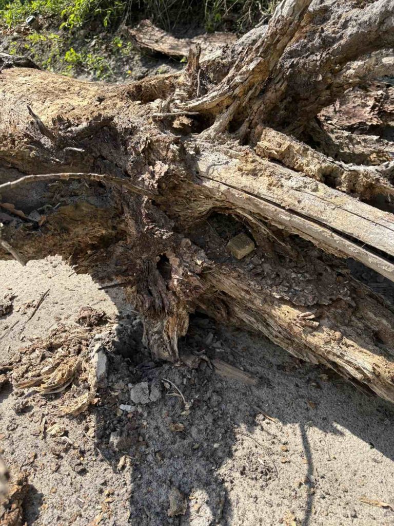 У Києві проведено весняну кампанію з імунізації диких тварин проти сказу