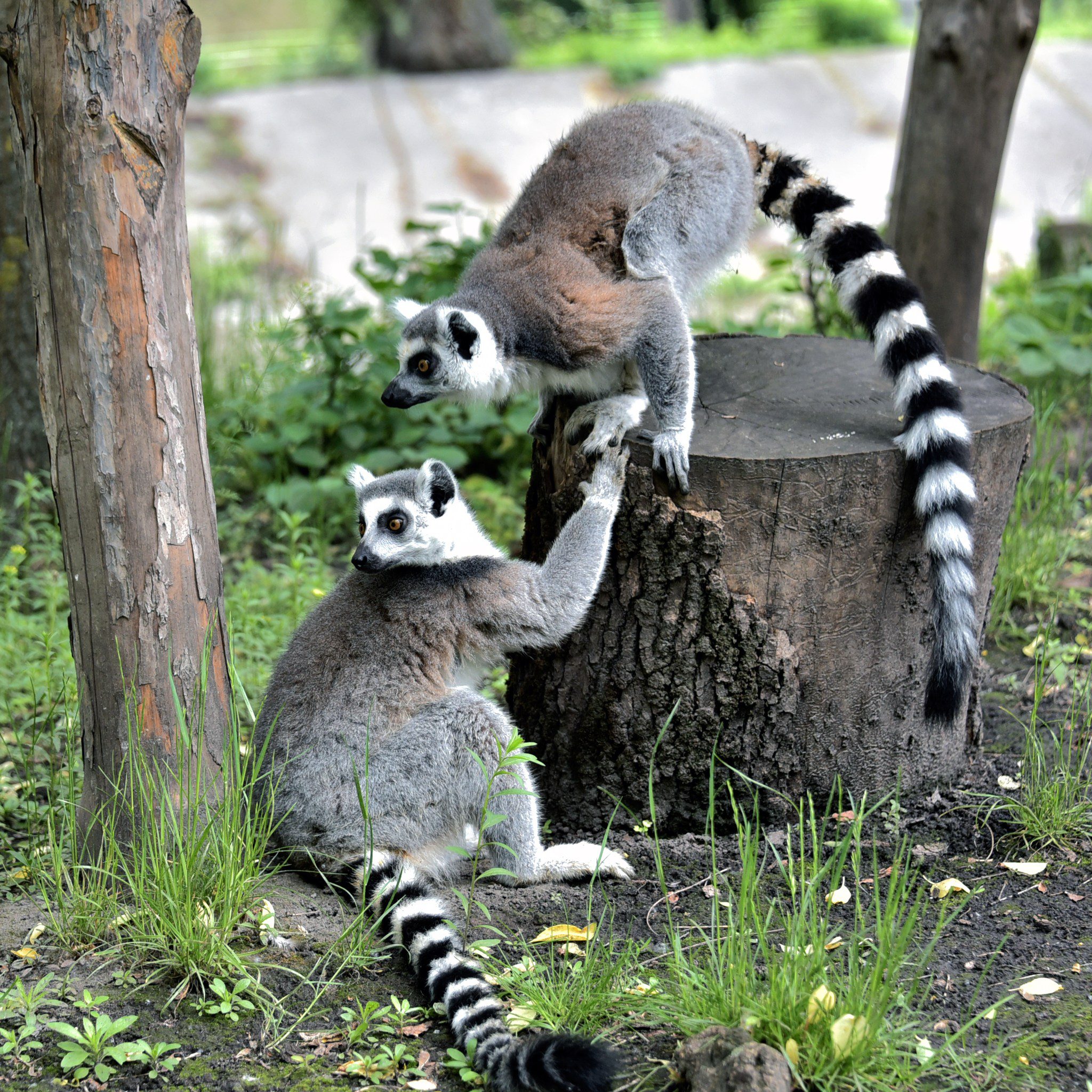Котячі лемури Київського зоопарку повернулись на власну зелену садибу посеред озера (фото) Котячі лемури Київського зоопарку повернулись на власну зелену садибу посеред озера (фото)