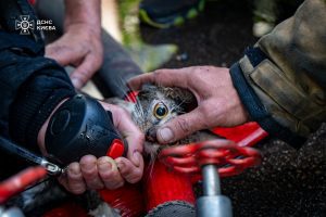 У Подільському районі під час гасіння пожежі у квартирі врятовано кота та собаку (фото, відео) У Подільському районі під час гасіння пожежі у квартирі врятовано кота та собаку (фото, відео)
