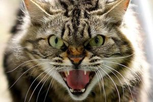 У Вишгородському району зафіксовано випадок сказу у домашнього кота У Вишгородському району зафіксовано випадок сказу у домашнього кота