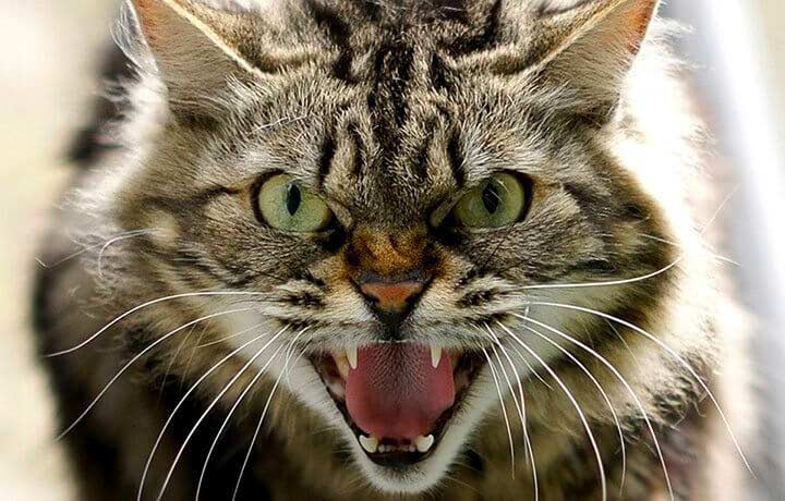 У Вишгородському району зафіксовано випадок сказу у домашнього кота