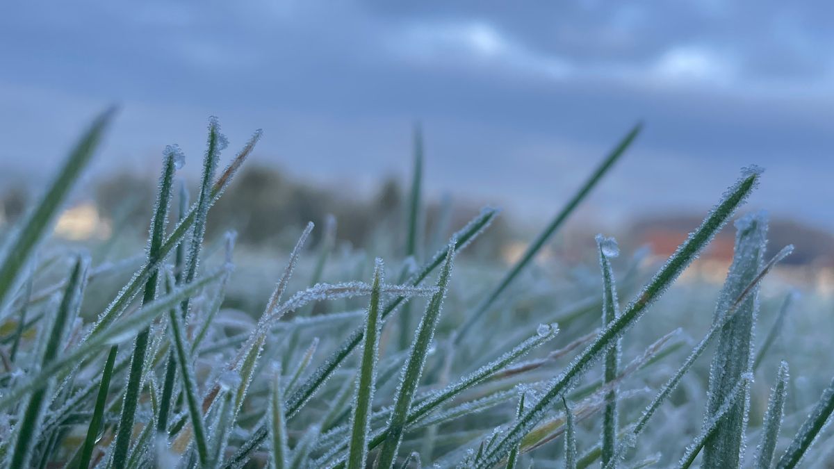 На Київщині 8 травня очікуються заморозки