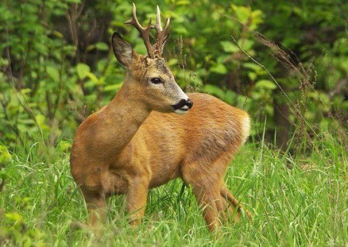 Поліцейські Київщини врятували травмовану козулю на Бориспільщині (відео)