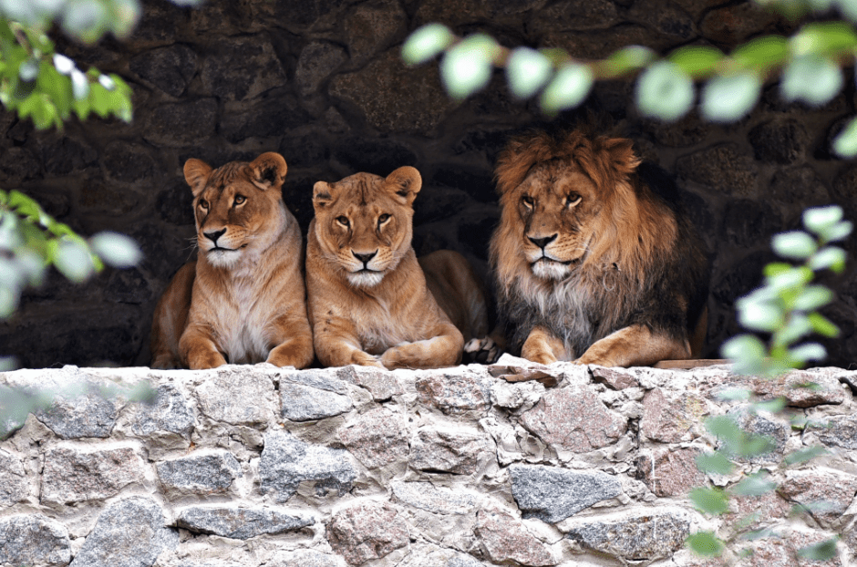 Київський зоопарк відкриває 118 весняно-літній сезон (фото)