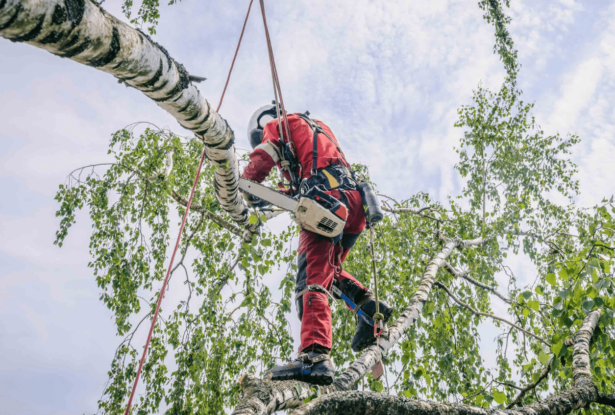 Селище під Броварами витратить 1,63 млн гривень на санітарну обрізку дерев
